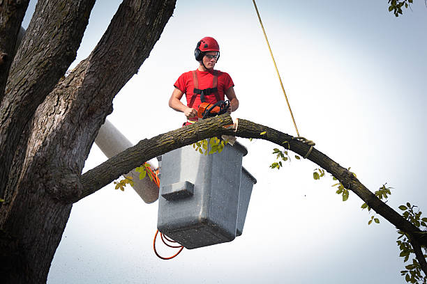 How Our Tree Care Process Works  in  Soperton, GA